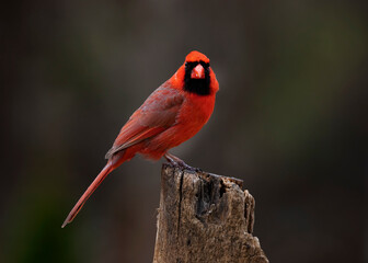 bright red cardinal