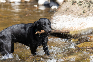 Portrait of a wet black Labrador standing in a river with a stick in it's mouth