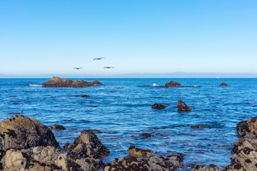 Ocean view with three pelicans flying away in Monterey Bay, California