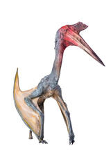 The Pterosaur , dinosaur on  isolated background © meen_na