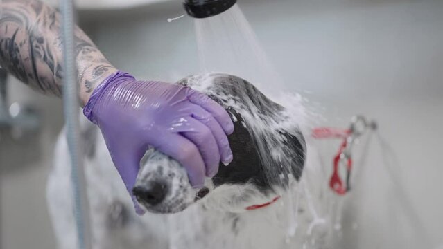 groomer is washing off shampoo from dog, pouring water from shower on head of dog