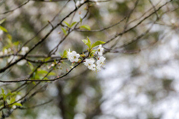 Spring white flowers. Blooming cherry in spring. Natural flower background.