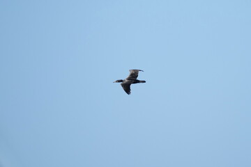 cormorant in flight