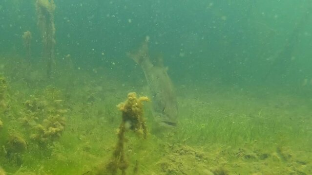 Bass biting worm bait underwater