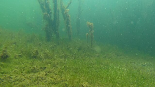 Bass attacks worm bait underwater