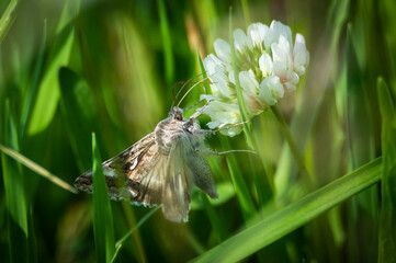 Silver Y moth on white clover flower