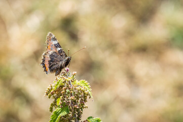 Small Tortoiseshell butterfly on a nettle with its wings up