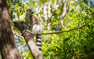 Ring-tailed lemur Lemur catta sitting on tree in their natural habitat Madagascar forest