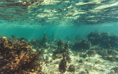 Snorkeling at Anakao, Madagascar - mostly plants on sandy sea floor visible, not much marine life, underwater photo