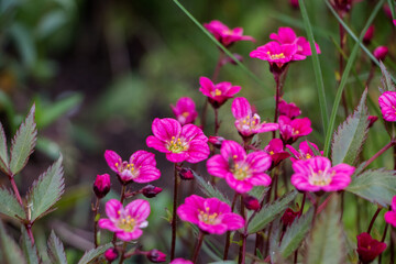 Fototapeta premium Spring flowers. Blooming pink saxifrage. Natural flower background.