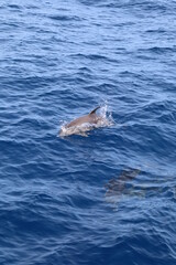 Naklejka premium Los Gigantes, Ténérife