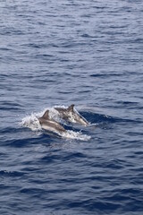 Naklejka premium Los Gigantes, Ténérife