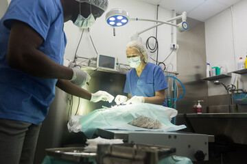 Veterinarian and assistant doing operation for dog in a veterinary clinic