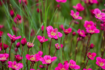 Spring flowers. Blooming pink saxifrage. Natural flower background.