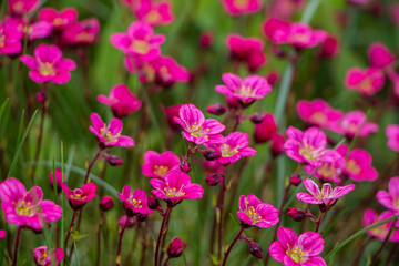 Spring flowers. Blooming pink saxifrage. Natural flower background.