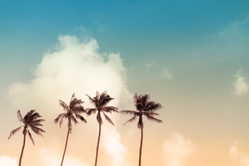 Obraz na płótnie Canvas palm tree in sunset