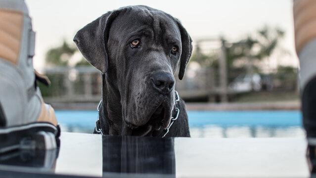 Igor