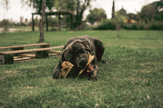 Igor