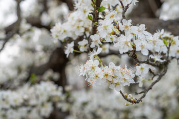 Springtime background with apple tree blossoms. Blossoming apple tree