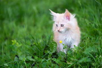 Naklejka na ściany i meble Süßes Maine Coon Kätzchen im hohen Gras