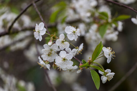 Spring white flowers. Blooming cherry in spring. Natural flower background.