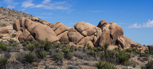 Isolated huge boulder pile with cacti growing around it in the Joshua Tree National Park desert. © Dawn