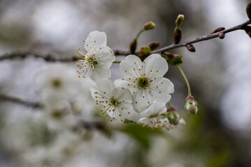Spring white flowers. Blooming cherry in spring. Natural flower background.