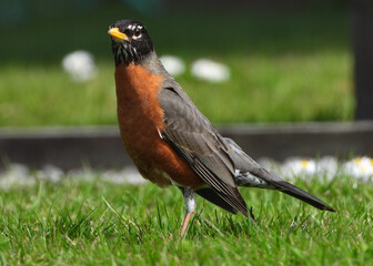 Portrait of American Red Robin hunter of warms