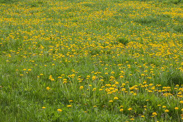 Natural floral spring background. yellow dandelions in the field