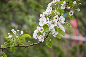 Spring white flowers. Blooming apple tree in spring. Natural flower background.