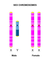 Human sex chromosomes (X and Y). Males have one X and one Y chromosome, females have two X chromosomes.