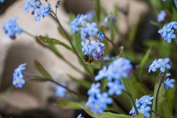 Spring flowers. blue forget-me-not flowers close-up. natural flower background