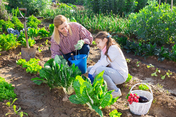 Young woman and a teenage girl, engaged in growing organic crops, treat plants from aphids in the garden beds