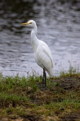 Intermediate Egret, Ardea intermedia, volavka prostřední, intermediate, median or smaller egret, or yellow-billed egret in in a rice field.