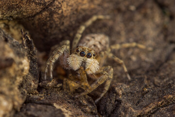 Salticidae con su presa.