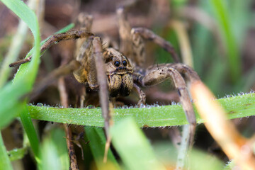 Araña lobo, Lycosa tarantula.