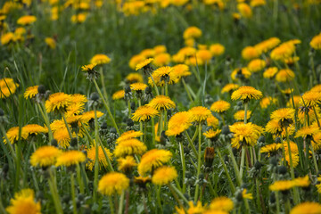 Natural floral spring background. yellow dandelions in the field