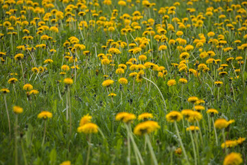 Obraz premium Natural floral spring background. yellow dandelions in the field