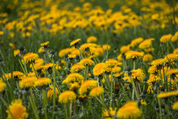 Natural floral spring background. yellow dandelions in the field