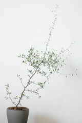 Beautiful 'Corokia Cotoneaster' indoor plant on gray background.