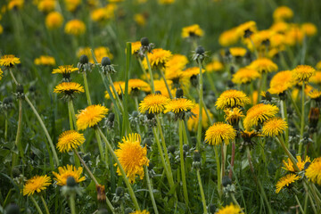 Natural floral spring background. yellow dandelions in the field