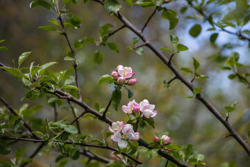 Spring flowers. Blooming apple tree in spring. Natural flower background.