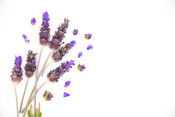 Closeup Sprig of Lavender with petals, isolated on White Background