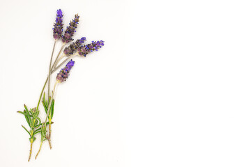 Sprig of Lavender isolated on White Background