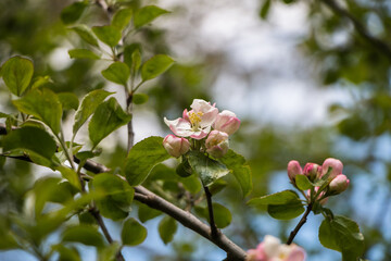 Spring flowers. Blooming apple tree in spring. Natural flower background.