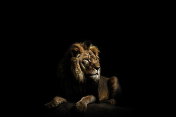 Naklejka na ściany i meble Male lion lying on black background, full body. studio shot