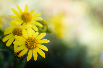 Obraz premium Close up background of spring yellow flowers. Copy space