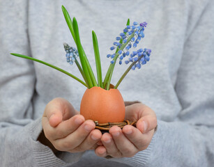 Eggshell with blue spring flowers in a nest in child hands. Happy Easter holiday