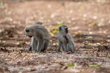 Obraz premium two vervet monkeys searching for food on the ground