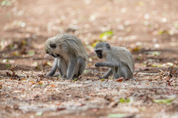 two vervet monkeys searching for food on the ground